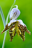 Die Leopardenlilie (Fritillaria atropurpurea) wächst in offenen Wäldern und grasbewachsenen Hängen von Schluchten in den Wasatch Mountains in Utah