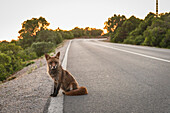 Red fox found at Serra da Arrabida, Portugal.