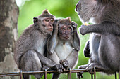 Macauqes are photographed in the Sacred Monkey Forest in Ubud on the island of Bali, Indonesia.