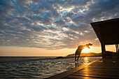 Woman diving to a pool at sunset in a small hotel in the coast of Oaxaca, Mexico.