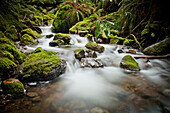 Creek in lush forest