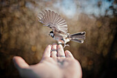 A Black-capped chickadee (Poecile atricapillus) flies away from a human hand in British Columbia, Canada.