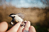 Black-capped chickadee (Poecile atricapillus) snatches a seed out of a human hand in British Columbia, Canada.