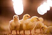 Chicks standing in a group at a poultry barn in British Columbia, Canada.