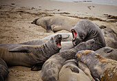 Two Elephant Seals (Mirounga angustirostris) fight over a spot to lie on the beach on the Big Sur Coast, California.