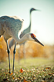 Two Sandhill Cranes (Grus canadensis)