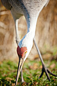 Sandhill Crane (Grus canadensis) forages for food.