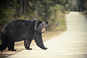 A large Black Bear (Ursus americanus) crosses a paved road surrounded by forest.