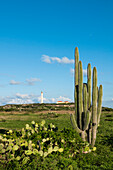 Cactus and California Lighthouse