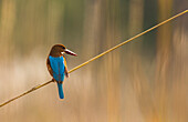 A White-throated Kingfisher (Halcyon smynensis) on a reed in India's Bandhavgarh National Park.
