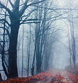 Misty road in the Serbian mountains