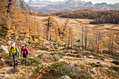 Two boys with backpack hiking along a trail surrounded by trees in fall colors with Buscagna's plateau  in background in Devero Nationl Park, Ossola, Italy.
