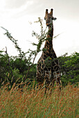 Giraffe eats foliage, Hluhluwe-Imfolozi Game Reserve, KwaZulu-Natal province of South Africa.
