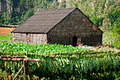 A thatched-roof barn in the Vi?±ales valley in Cuba is surrounded by tobacco that is both growing and drying.