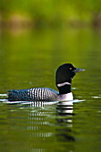 Close Up View Of A Common Loon Swimming On Beach Lake, Chugach State Park, Southcentral Alaska, Summer
