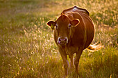 Livestock - Limousin beef cow on a green pasture backlit by the sun / Childress, Texas, USA.