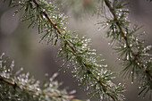 'Close up of fog droplets on the needles of a larch tree; Lanserbach, Austria'