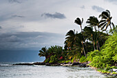 'Coconut palms growing on the coastline; Maui, Hawaii, United States of America'