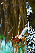 'A lizard on a tree trunk; Ulpotha, Embogama, Sri Lanka'