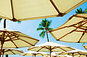 Hawaii, Kauai, A group of umbrellas on the beach.