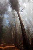 Hawaii, Maui, Poli Poli, A misty fog rolls in along tree lined dirt road