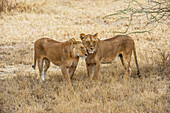 'Lionesses in the shade of a tree; Tanzania'