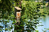 'Chipmunk feeding at a wooden bird feeder; Severn Falls, Ontario, Canada'