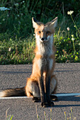 'A fox sits on the side of a road; Green Gables, Prince Edward Island, Canada'