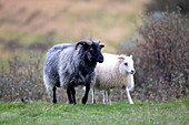'A black sheep and white sheep side by side on grass; Iceland'