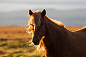 'Icelandic horse at sunset with long mane blowing in the wind; Iceland'