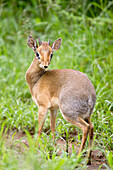'Dik-dik, the worlds smallest antelope, near Kruger National Park; South Africa'