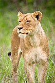 'Female lion on the prowl at the serengeti plains; Tanzania'