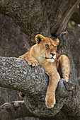 'Lioness resting in a tree at the serengeti plains; Tanzania'