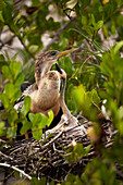 'Anghinga (Anhinga anhinga) female with chick sitting in nest begging for food, Everglades National Park; Florida, United States of america'