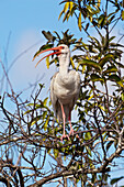 'White Ibis (Eudocimus albus) perched in tree, blue sky in background, Everglades National Park; Florida, United States of America'