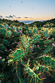 'Wild cactus; Bolonia, Cadiz, Andalusia, Spain'