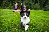 'Calico kitten coming towards camera on the grass with two girls sitting in the background; Sherwood Park, Alberta, Canada'