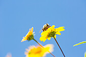 'A bee is busy pollenating flowers as it goes about it's job collecting pollen; Bolivia'