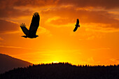 Composite. Bald Eagles at sunset, Auke Bay, Juneau, Alaska.