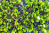 'Dwarf willow (Salix herbacea) plant, new life growing in a glacier moraine, Shoup Bay State Marine Park, Prince William Sound; Valdez, Alaska, United States of America'