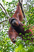 Male Bornean orangutan (Pongo pygmaeus) at Tangung Harapan, Tanjung Puting National Park, Central Kalimantan, Borneo, Indonesia