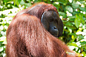 Male Bornean orangutan (Pongo pygmaeus) at Pondok Tanggui, Tanjung Puting National Park, Central Kalimantan, Borneo, Indonesia