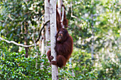 Juvenile Bornean orangutan (Pongo pygmaeus) at Camp Leaky, Tanjung Puting National Park, Central Kalimantan, Borneo, Indonesia