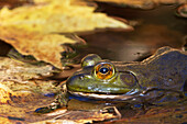 'Bullfrog (Lithobates catesbeianus); Pointe-des-Cascades, Quebec, Canada'