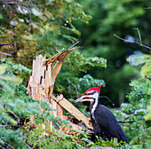 'Pileated woodpecker (Dryocopus pileatus); Ontario, Canada'
