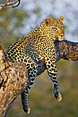 'Leopard (Panthera pardus) relaxes in a tree in the late afternoon sunshine, Kruger National Park; Limpopo, South Africa'