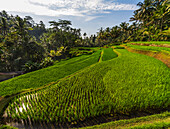 Rice terraces of Gunung Kawi, Tampaksiring, Bali, Indonesia