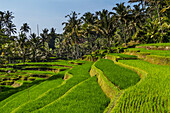 Rice terraces of Gunung Kawi, Tampaksiring, Bali, Indonesia