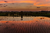 Rice fields at dawn near Ubud, Bali, Indonesia