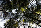 Ferns in Bali Botanic Garden, Bedugul, Bali, Indonesia